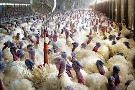 BellaNaija - FG alerts Public on outbreak of Bird Flu in 7 States and FCT